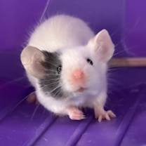 Thumbnail photo of Tre Davious #2