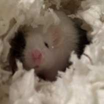 Thumbnail photo of Tre Davious #3