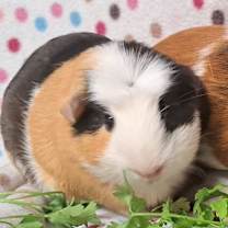 Thumbnail photo of Marshmallow #1