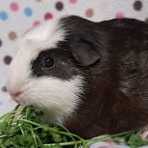 Thumbnail photo of Marshmallow #2