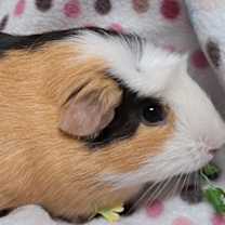 Thumbnail photo of Marshmallow #3