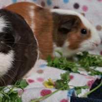 Thumbnail photo of Marshmallow #4