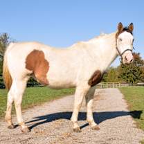 Thumbnail photo of Primrose #1