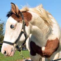 Thumbnail photo of Primrose #2