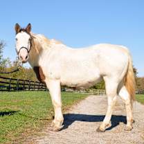 Thumbnail photo of Primrose #3