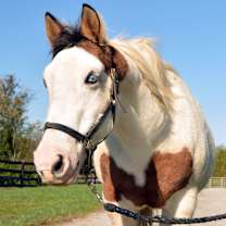 Thumbnail photo of Primrose #4