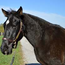 Thumbnail photo of Coined Spirit (Carl) #3