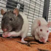 Thumbnail photo of Wanda and Winnie #1