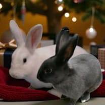 Thumbnail photo of Tundra (bonded to Maycie)  #1