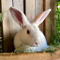 Thumbnail photo of Tundra (bonded to Maycie)  #2