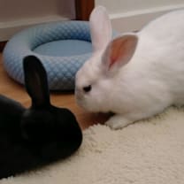 Thumbnail photo of Tundra (bonded to Maycie)  #3