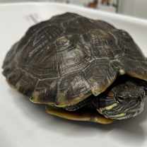 Thumbnail photo of Leonora #2