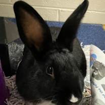 Thumbnail photo of Bud Light #3