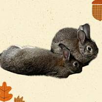 Thumbnail photo of Bunjamin #2