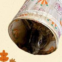 Thumbnail photo of The Bunnisher #1