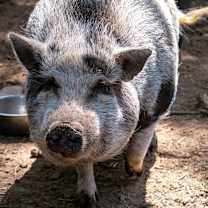 Thumbnail photo of Rose #1