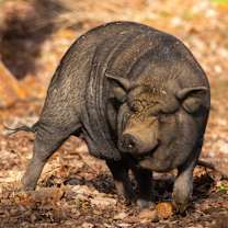 Thumbnail photo of Betty #2