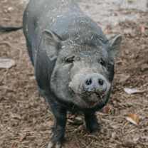 Thumbnail photo of Bobby #2