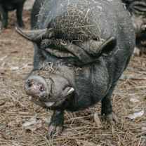 Thumbnail photo of Babe #3