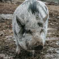 Thumbnail photo of Rose #2