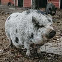 Thumbnail photo of Rose #3