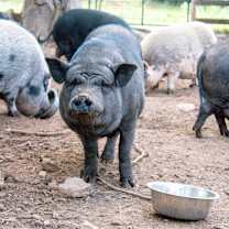 Thumbnail photo of Betty #4