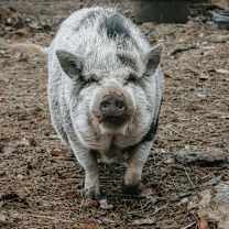 Thumbnail photo of Rose #4