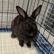 Thumbnail photo of Ember #1