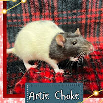 Thumbnail photo of Artie Choke #1