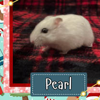 Thumbnail photo of Pearl #1