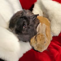 Thumbnail photo of Jackie Brown(bonded to Mojave) #2