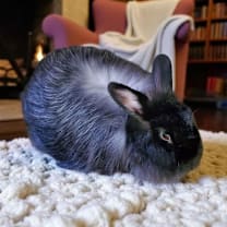 Thumbnail photo of Jackie Brown(bonded to Mojave) #3