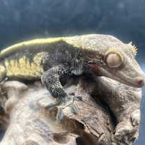 Thumbnail photo of Duke #1