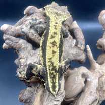 Thumbnail photo of Duke #2