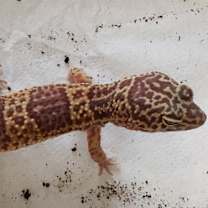 Thumbnail photo of Snow-Stratford #3