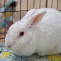 Thumbnail photo of Kitchen Aid Mixer #1