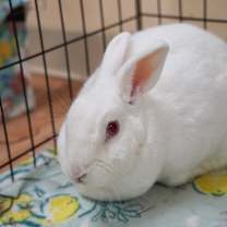 Thumbnail photo of Kitchen Aid Mixer #2