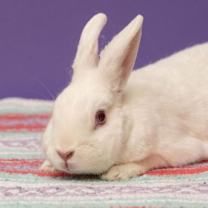 Thumbnail photo of Kitchen Aid Mixer #3