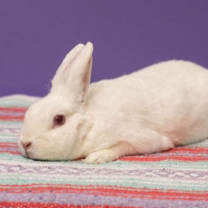 Thumbnail photo of Kitchen Aid Mixer #4