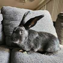 Thumbnail photo of Crystal Hot Sauce #1