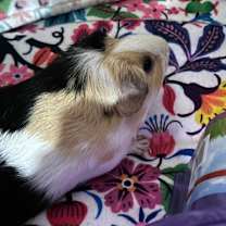 Thumbnail photo of Chance  #1