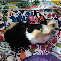 Thumbnail photo of Chance  #2