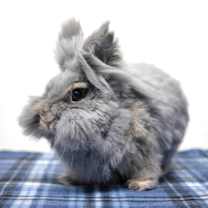 Thumbnail photo of Poppy #1