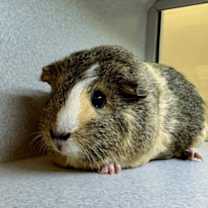 Thumbnail photo of Willow #1