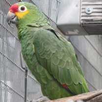 Thumbnail photo of Cocoa #4