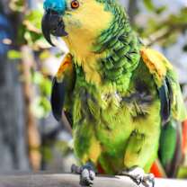 Thumbnail photo of Biff #1