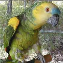 Thumbnail photo of Biff #3