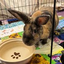 Thumbnail photo of Cruella  #4