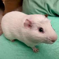 Thumbnail photo of Frog #1