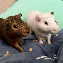 Thumbnail photo of Frog #2